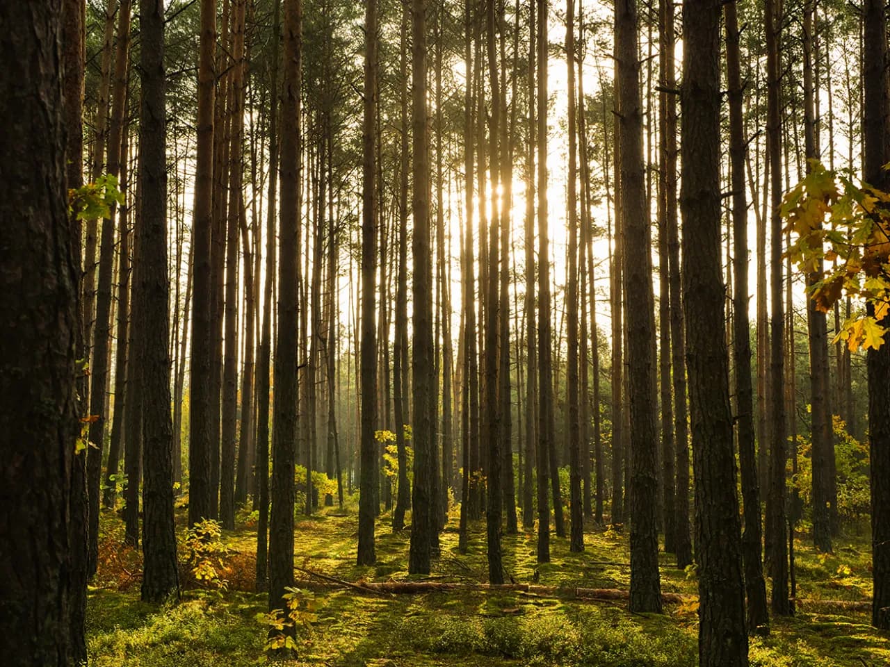 Gdzie można rozbić namiot? Najlepsze miejsca na legalne biwakowanie